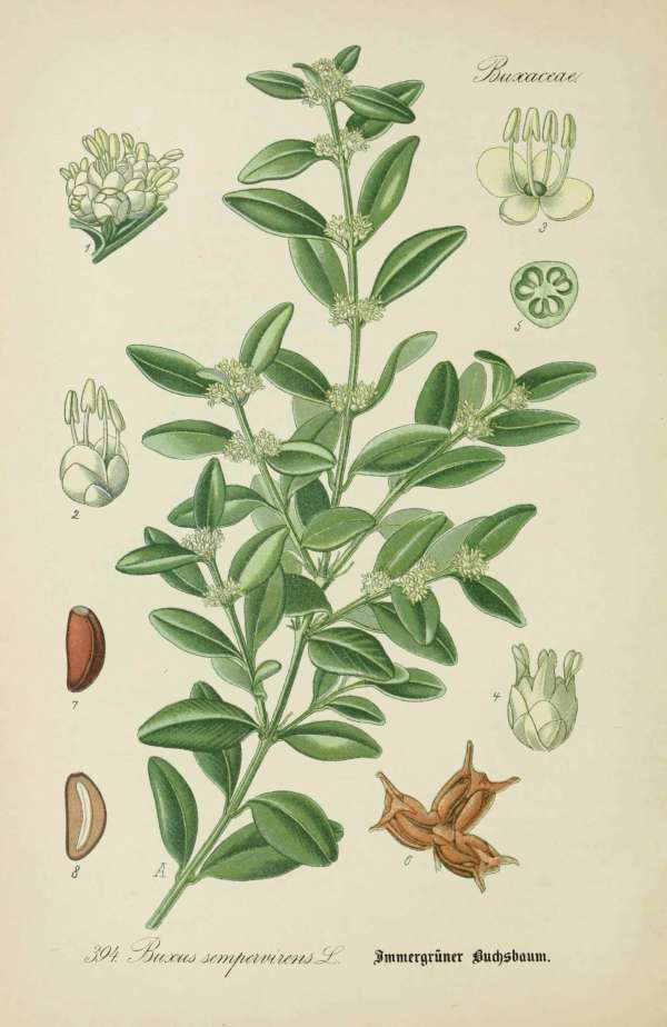 Dísznövények – 5 – Buxus, puszpáng Dr. Thomé  Botanika